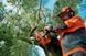 Бензопила Husqvarna T435 9669972-14 фото 6